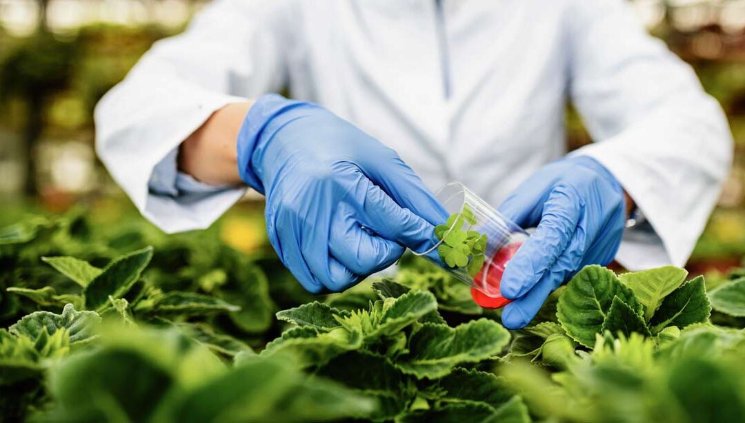 Doctorado en Ingeniería de Alimentos